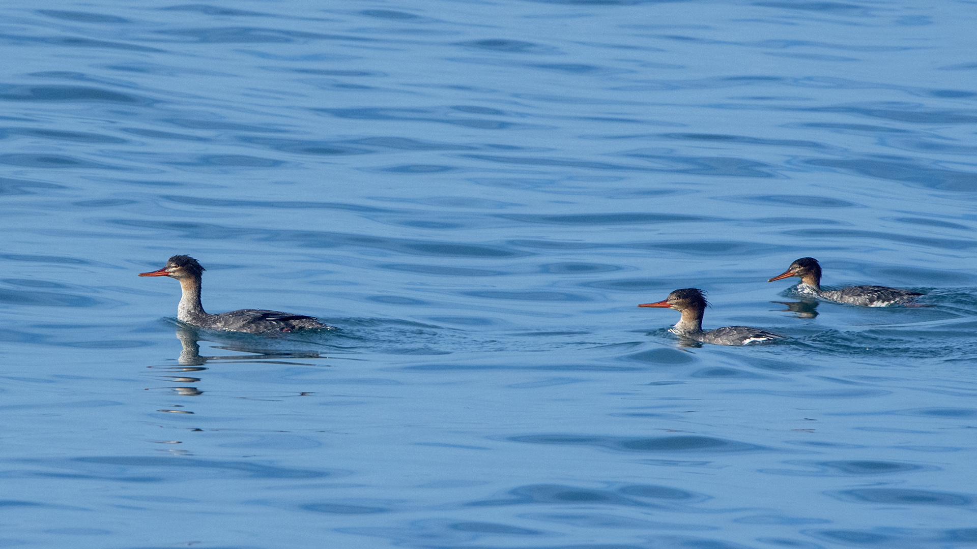 Red-breasted Merganser